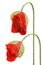 Two red poppy buds isolated on white Royalty Free Stock Photo