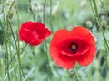 Two red poppy in the field, on a green background Royalty Free Stock Photo