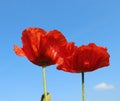 Two red poppy flowers against a clear bluie sky