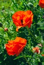 Red poppies flowers blooming