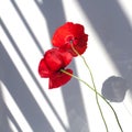 Two red poppy flowers on white background with contrast sun light and shadows close up Royalty Free Stock Photo