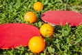 Two red rackets and four orange table tennis balls lie on the green grass. Close-up Royalty Free Stock Photo