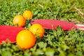 Two red rackets and four orange table tennis balls lie on the green grass. Selective focus Royalty Free Stock Photo