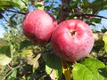 Two red ripe apples on the branch of tree. Close-up Royalty Free Stock Photo