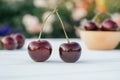 Two red ripe cherries berries standing on wooden table on background of flower bushes next to bowl of sweet cherries Royalty Free Stock Photo