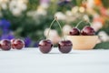 Two red ripe cherries berries standing on wooden table on background of flower bushes next to bowl of sweet cherries Royalty Free Stock Photo