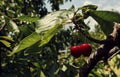 Two red ripe cherries on a tree with green leaves in orchard Royalty Free Stock Photo