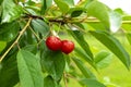 Two red ripe heart cherries with water drops hanging on the branch of a cherry tree, surrounded by green leaves and other cherries Royalty Free Stock Photo