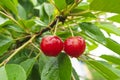 Two red ripe heart cherries with water drops hanging on the branch of a cherry tree, surrounded by green leaves and other cherries