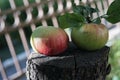 Two red ripe juicy apples lie on a wooden stump with a lime tree on a sunny summer day. Royalty Free Stock Photo