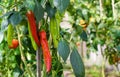 Two red ripe peppers on a branch with green peppers. Growing a crop of vegetables in your garden Royalty Free Stock Photo