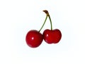 Two red ripe shiny fresh sweet cherries attached by their stem isolated on a white background. Royalty Free Stock Photo