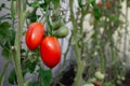 Two red ripe tomatoes grown in a greenhouse. Ripe Tomatoes Ready to Harvest. Royalty Free Stock Photo