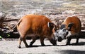 Two red river hogs looking for food