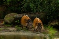 Two A Red River Hogs walking through the mud Royalty Free Stock Photo