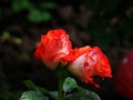 Two red rose buds in the park. A bush of red roses in the park Royalty Free Stock Photo