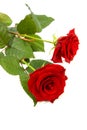 Two red roses Royalty Free Stock Photo