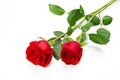 two red roses