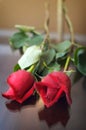 Two Red Roses Royalty Free Stock Photo