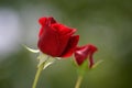 Red rose