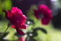 Two red roses blossom in the garden, beautiful scarlet flowers in the sunlight, background Royalty Free Stock Photo