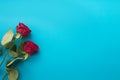 Two red roses on a blue background