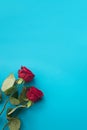 Two red roses on a blue background