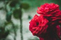 Two red roses flower