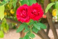 Two red roses in the garden Royalty Free Stock Photo