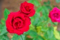 Two red roses in the garden Royalty Free Stock Photo