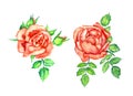 Two red roses with green leaves and buds, isolated hand painted watercolor illustration design element Royalty Free Stock Photo