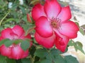 Red and white roses growing in an outdoor garden Royalty Free Stock Photo