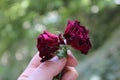 Two red roses in hand with green background Royalty Free Stock Photo