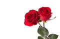 Two red Roses isolated on white background Royalty Free Stock Photo