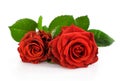 Two red roses