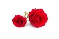 Two red roses isolated on white background Royalty Free Stock Photo