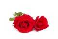 Two red roses isolated on white background Royalty Free Stock Photo