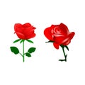 Two red roses are isolated on a white background Royalty Free Stock Photo