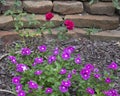 Two red roses and many purple periwinkle