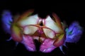 Two red roses painted by multicolored light on the black background