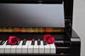 Two red roses on piano keyboard Royalty Free Stock Photo