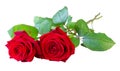 Two red Roses Rosaceae lying with stalk and green leaves isolated on white background, including clipping path without shadow Royalty Free Stock Photo