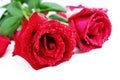 Two Red roses Royalty Free Stock Photo