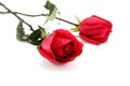 Two red roses Royalty Free Stock Photo