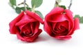 Two red roses Royalty Free Stock Photo