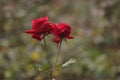 Two red roses together, couple, relationship theme photo