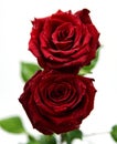 Two red roses. Royalty Free Stock Photo