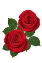 Two red roses on a white background. Isolated. Royalty Free Stock Photo