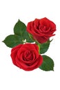 Two red roses on a white background. Isolated. Royalty Free Stock Photo