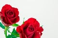 Two red roses on white background Royalty Free Stock Photo